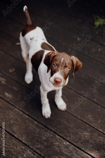 Obraz Braque Francais Welpe