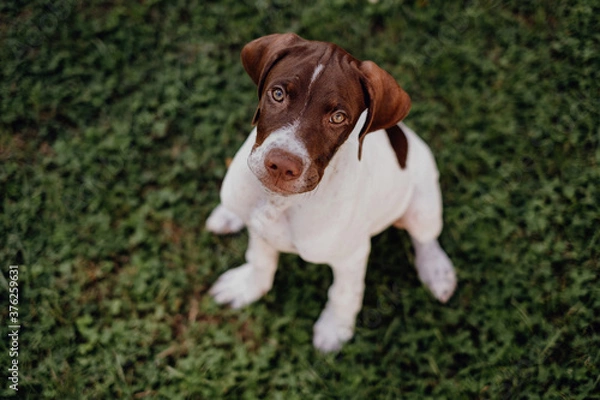 Obraz Braque Francais Welpe