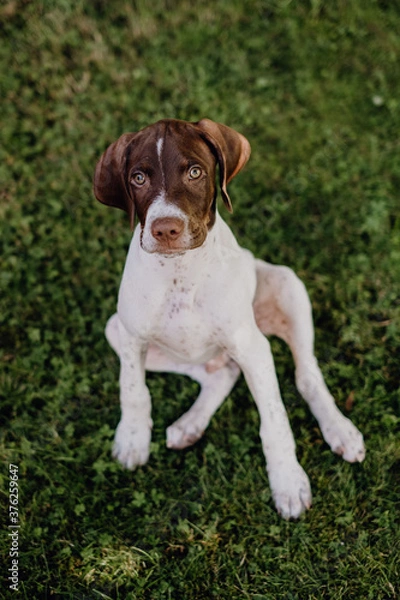 Obraz Braque Francais Welpe