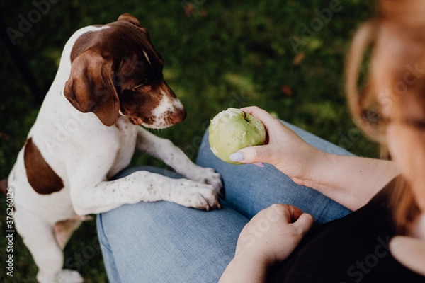 Obraz Braque Francais Welpe