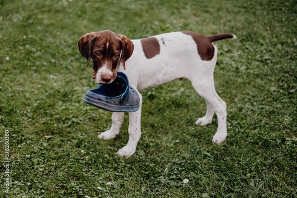 Obraz Braque Francais Welpe