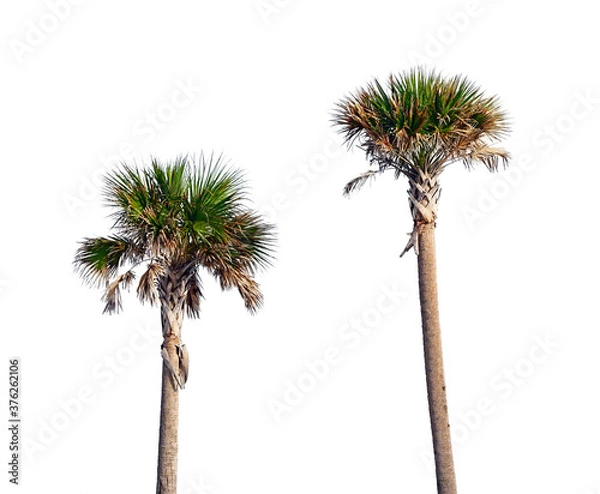 Fototapeta Cabbage Palm Trees or Sabal Palmetto in Florida on White Background