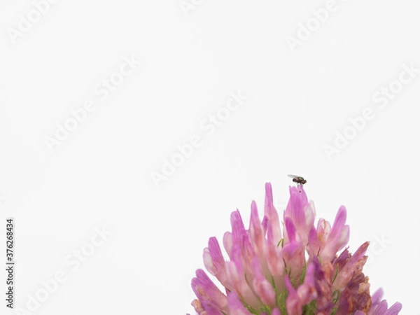 Obraz Fly on a pink flower