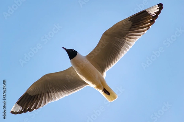 Obraz seagull in flight