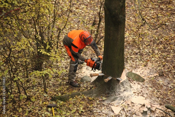 Fototapeta worker in an orange jacket and work pants saws a thick tree trunk with a saw, an environmental concept, industrial garden work