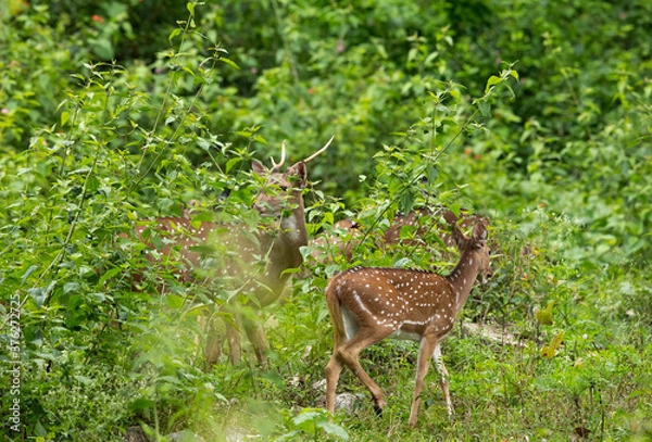 Fototapeta A herd of Cheetal deer grazing at Kabini Forest Reserve, India