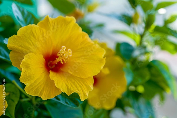 Obraz Yellow and orange hibiscus flower on a background of green leaves