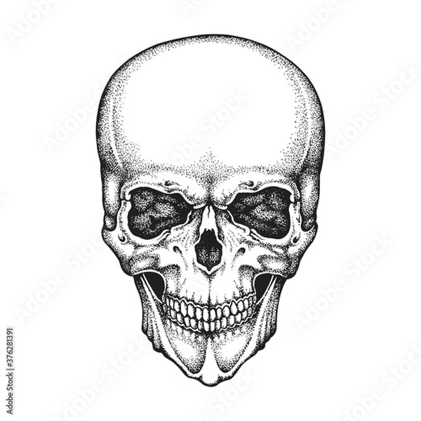 Obraz Realistic Human Skull. Hand Drawn Vector Illustration