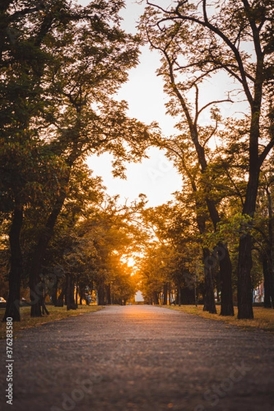Obraz sunset in the park