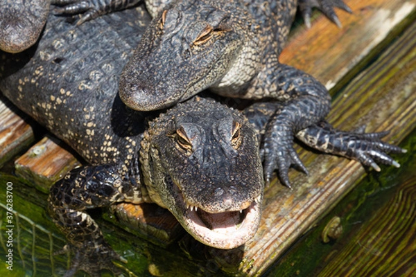 Fototapeta Looking down at a close up of the head of an american alligator resting under another gator, with an open mouth full of teeth, in Florida, USA