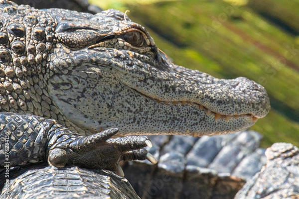 Fototapeta Close up of an american alligator resting on other gators, with a watchful eye, smiling mouth, and  a sharply clawed right front foot, in Florida, USA