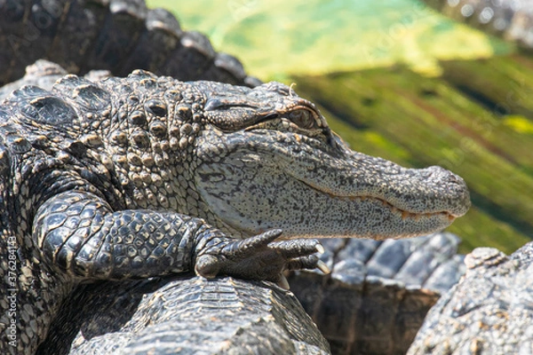 Fototapeta Close up of an american alligator resting on other gators, with a watchful eye, smiling mouth, and  a sharply clawed right front foot, in Florida, USA