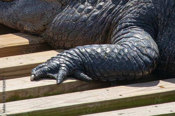 Fototapeta Close-up of an american alligator's left front clawed foot and leg, in Florida, USA