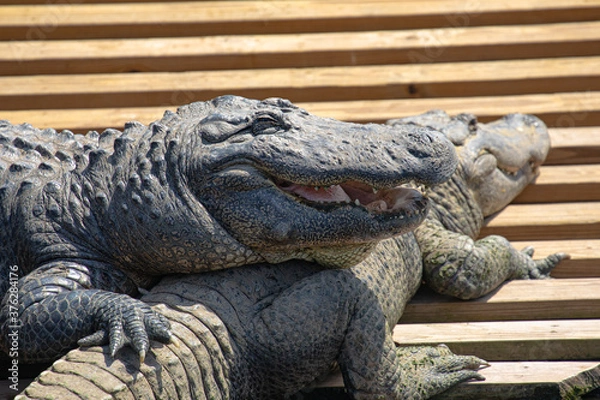 Fototapeta Close up of an american alligator resting on another gator, with a smiling open mouth full of teeth and thick tongue, and holding on with a sharply clawed right foot, in Florida, USA