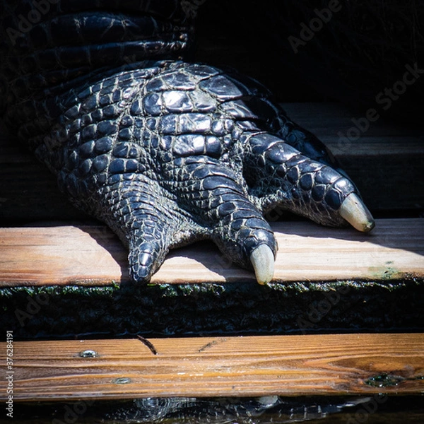 Fototapeta Close-up of an american alligator's back foot with two visible claws, in Florida, USA