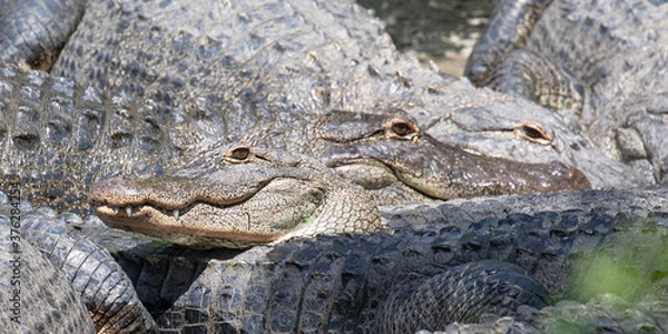 Fototapeta The toothy smile of one american alligator, camouflaged among many gator eyes and the gray, gnarly, textured bodies of multiple alligators, in Florida, USA