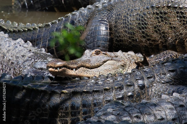 Fototapeta A contented american alligator rests smiling among gray, gnarly, sharp-skinned gators, in Florida, USA
