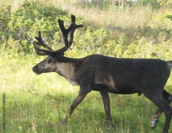 Obraz Reindeers Bruksvallarna