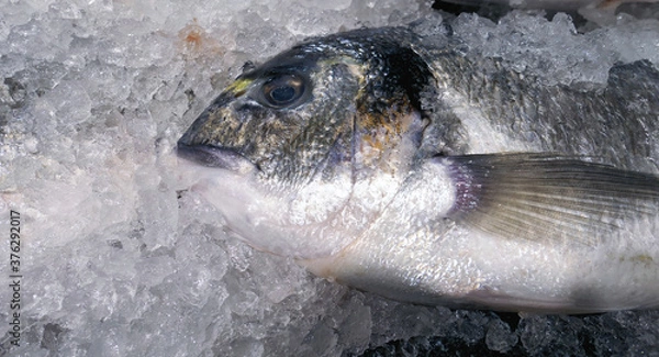 Obraz Dead ocean fish cooled in ice