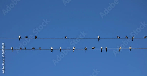Fototapeta Birds (Swallows) sitting on a wire on clear blue sky background