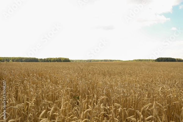 Fototapeta agricultural field at summer