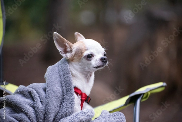 Obraz Chihuahua Under Cover