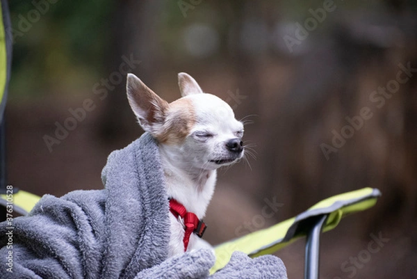 Obraz Chihuahua Under Cover