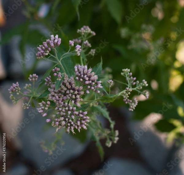 Obraz closeup lilac flowers in the garden