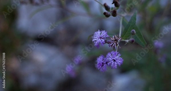 Obraz Purple flowers with bokeh background