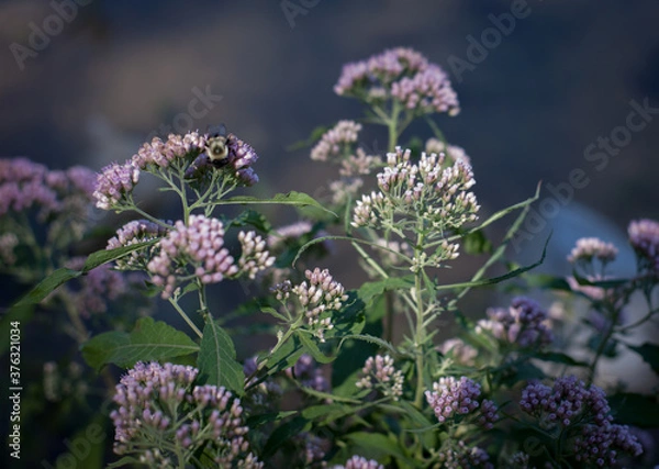 Obraz bee on a flower with bokeh background