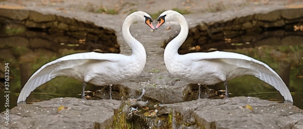 Obraz łabędzie serce