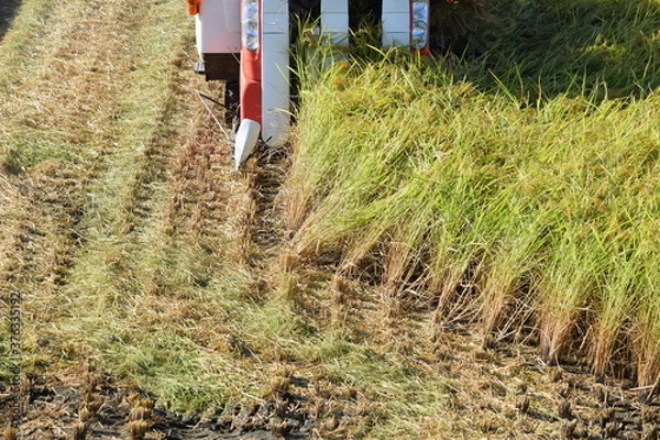 Fototapeta コンバインで新米の収穫作業中