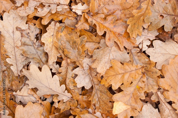 Obraz Fallen leaves.