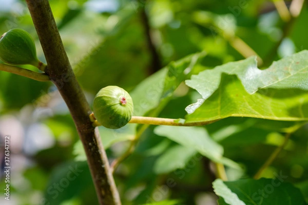 Fototapeta 緑のイチジク　無花果　未熟