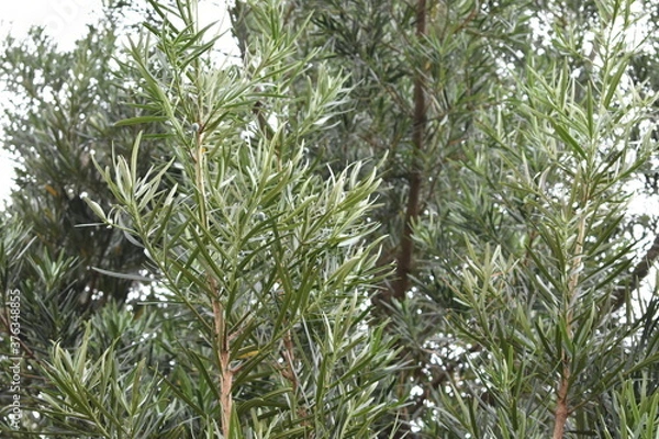 Fototapeta イヌマキの葉