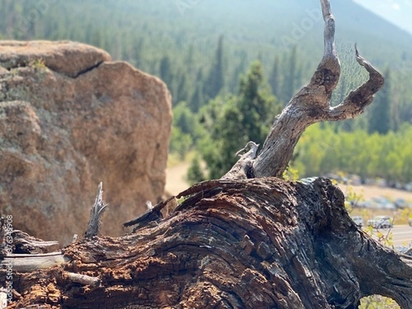 Fototapeta dead tree stump