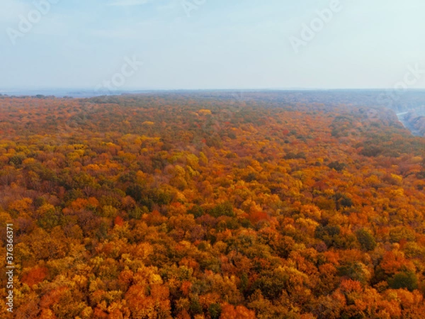 Fototapeta aerial view of autumn forest