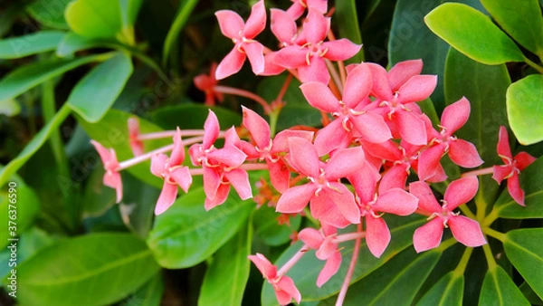Fototapeta West Indian Jasmine flowers blooming in field in summer season. West Indian Jasmine flowers is the only genus in the tribe Ixoreae, consists of tropical evergreen trees and shrubs.