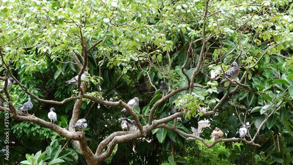 Fototapeta Wild doves on the trees in field. Pigeon is a common name for birds of the taxonomic family Columbidae, particularly the rock pigeon.