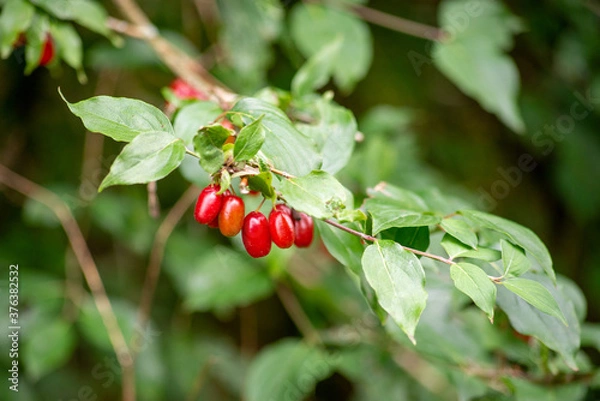 Obraz hawthorn on a branch