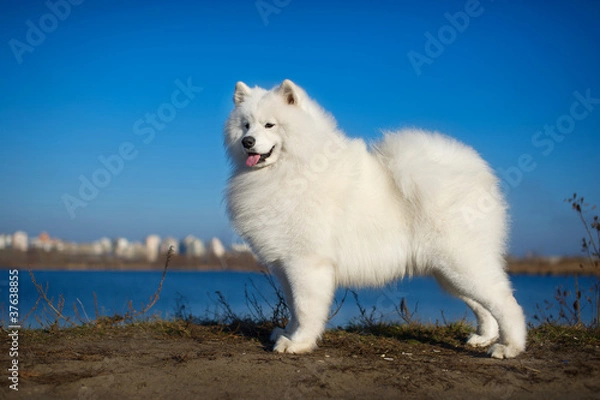 Obraz Beautiful samoyed dog