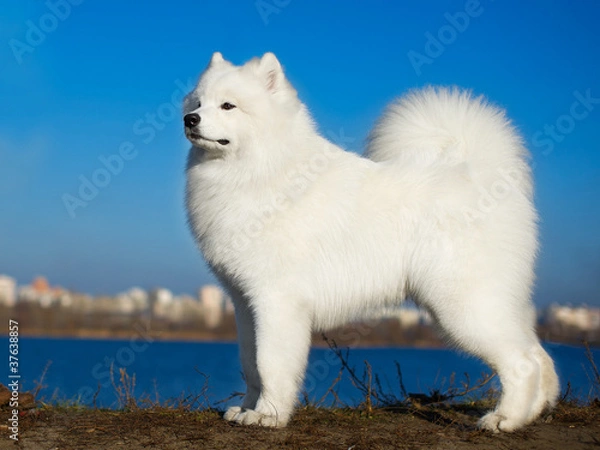 Obraz Beautiful samoyed dog