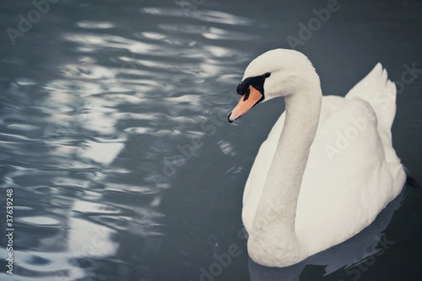 Obraz White Swan