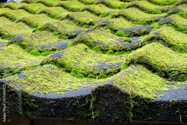 Fototapeta 苔むした瓦屋根