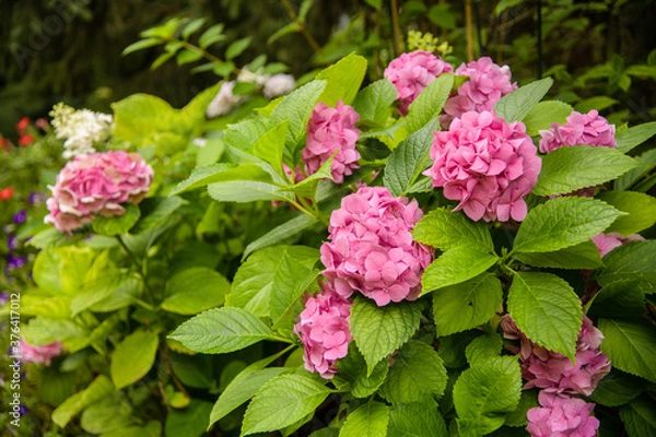 Fototapeta pink flowers