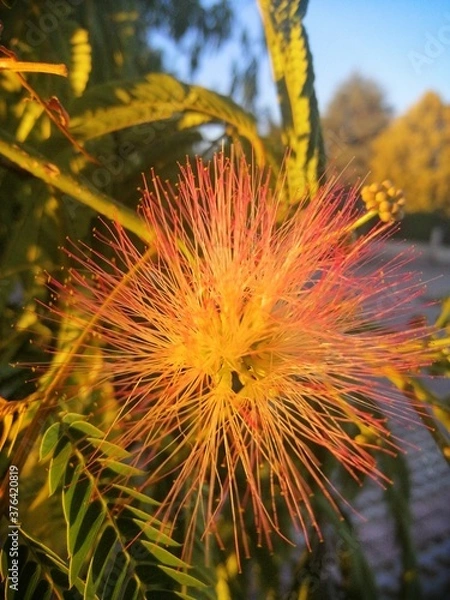 Obraz Yellow And Red Flower