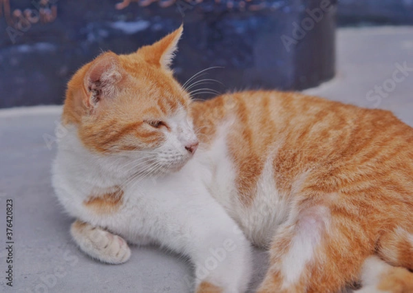 Obraz orange cat chilling