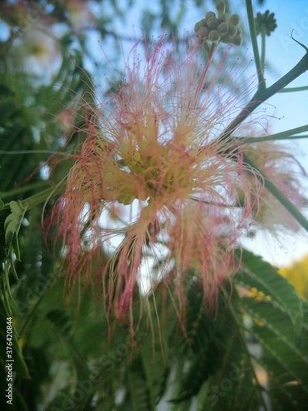 Obraz Yellow And Red Flower