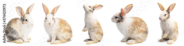 Obraz Group of Little brown and white rabbits in many actions on white background with clipping path.