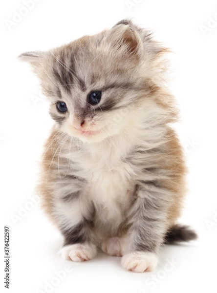 Fototapeta Kitten on white background.